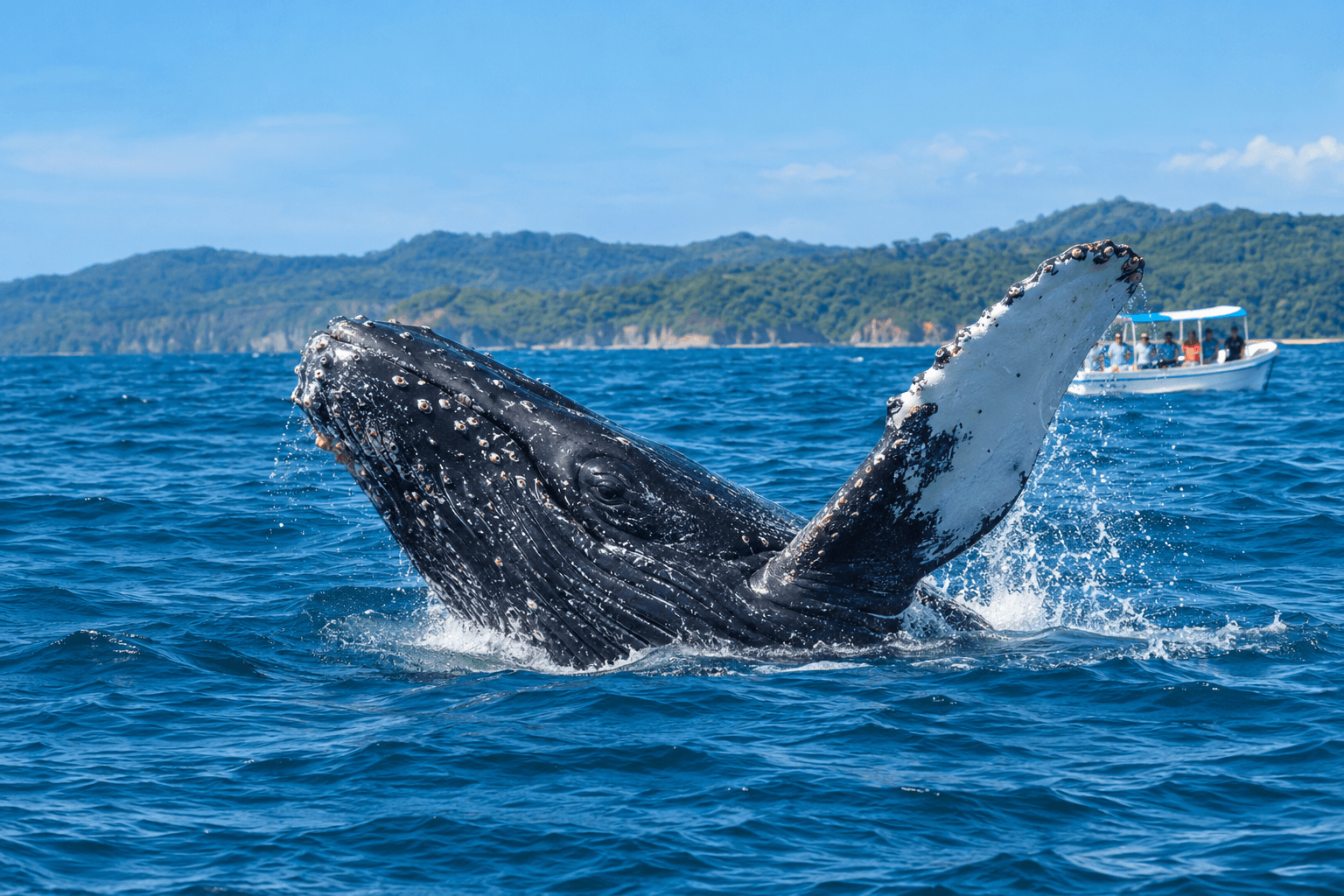 Why Do Humpback Whales Show Their Tails Before Diving? - Dominican Place Guide