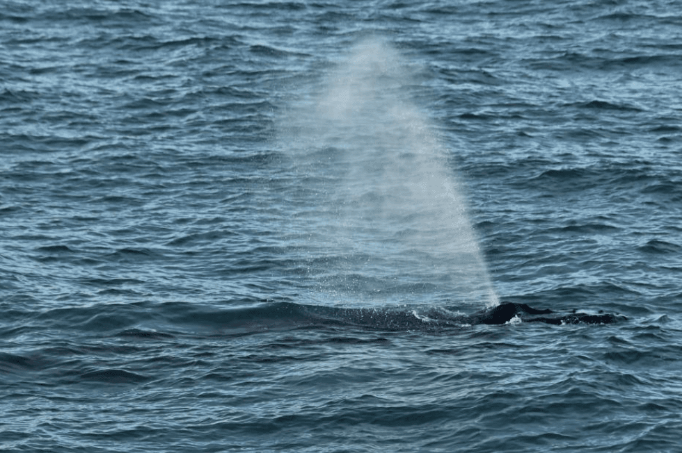 Where Humpback Whales Spend Time in Samaná Bay - Dominican Place Guide