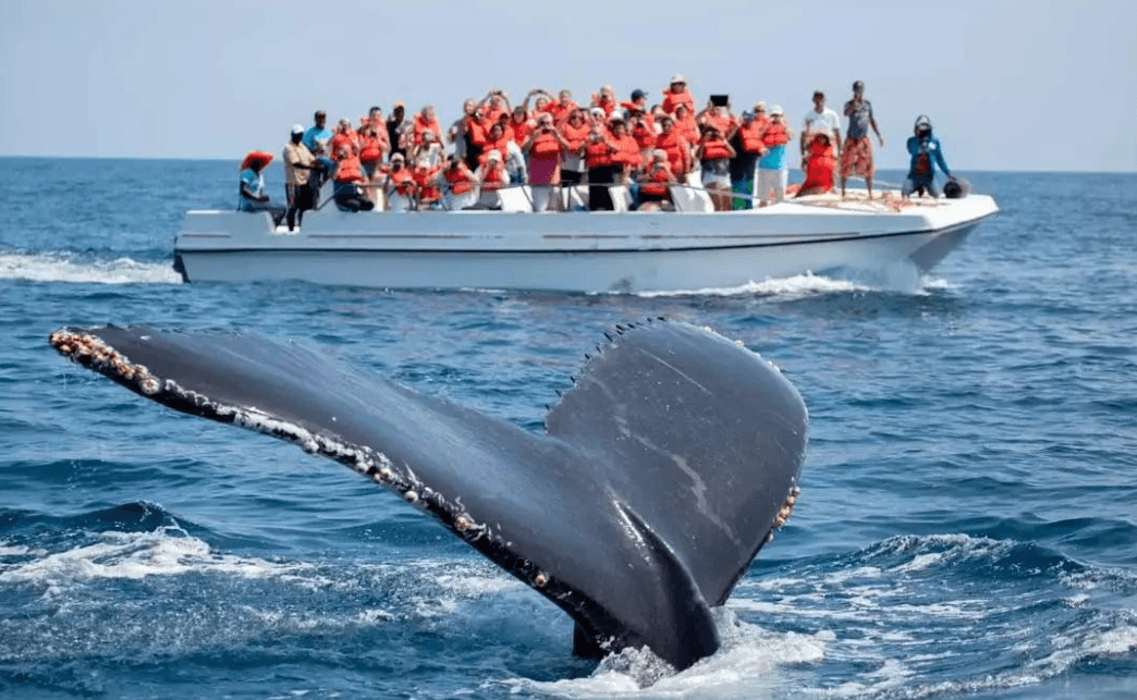 Samaná Whale Watching and Marine Conservation Guide - Dominican Place Guide