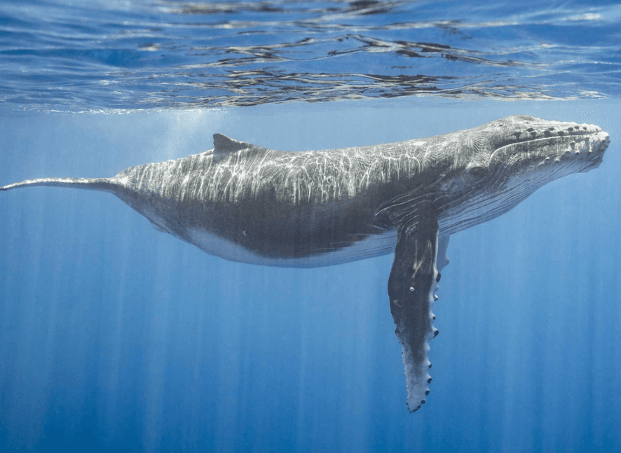 How Scientists Measure Humpback Whale Song Repetition Rates - Dominican Place Guide