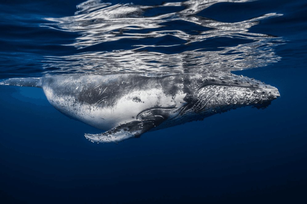 How Scientists Compare Individual Humpback Whale Songs - Dominican Place Guide