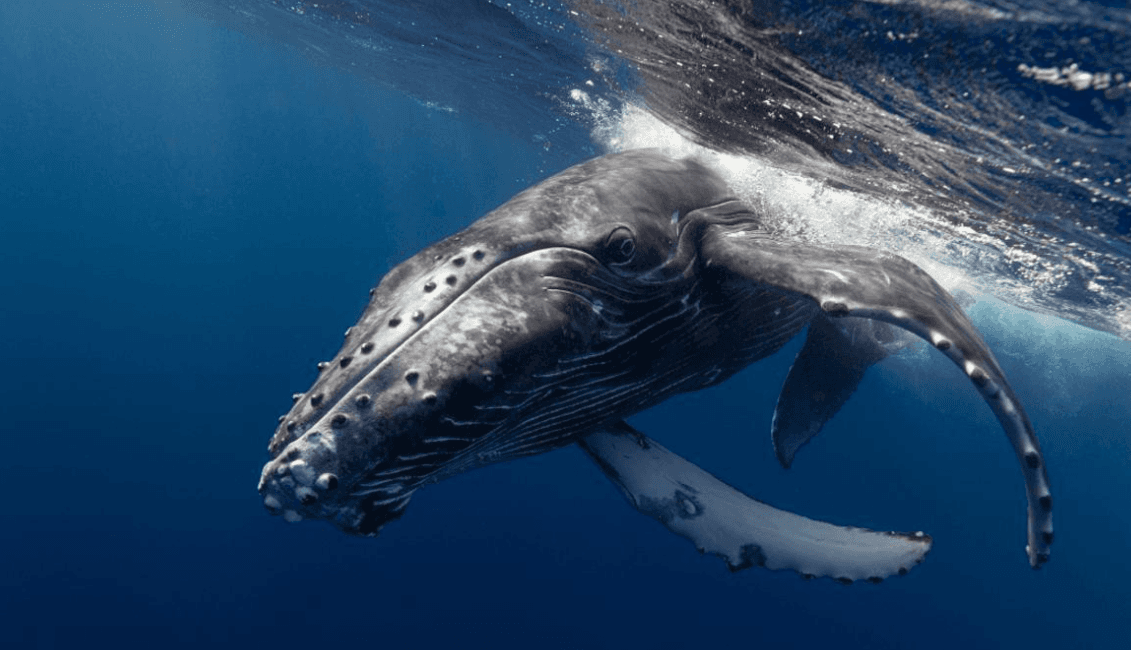 How Scientists Measure Humpback Whale Song Complexity - Dominican Place Guide