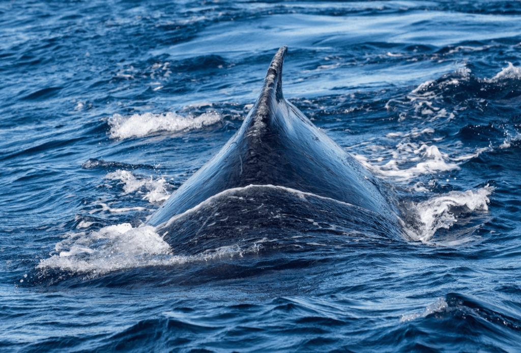 Humpback Whale Songs and Social Learning - Dominican Place Guide
