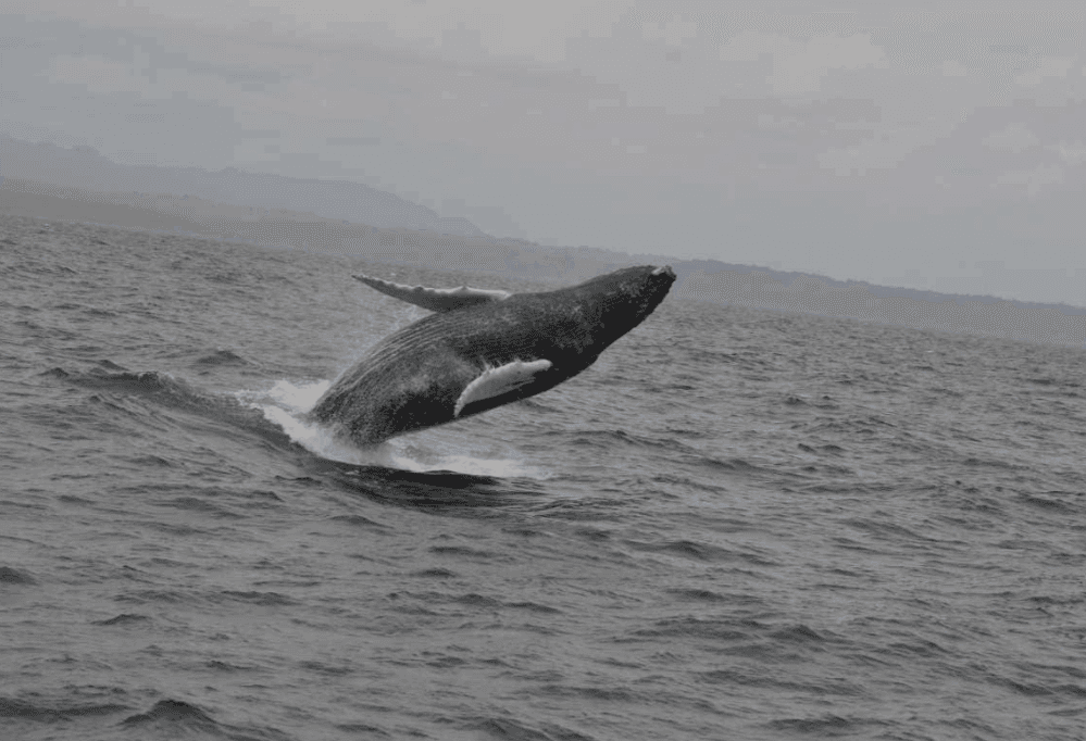 Samaná Whale Watching 2027: Season, Tours & Tips - Dominican Place Guide