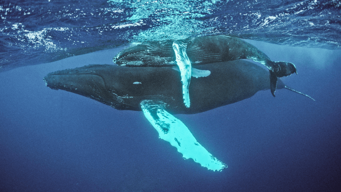 How Humpback Whales Change Routes in Samaná Bay - Dominican Place Guide