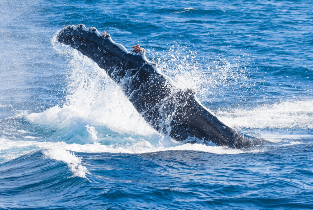 No Whales Seen in Samaná? What Travelers Should Know - Dominican Place Guide