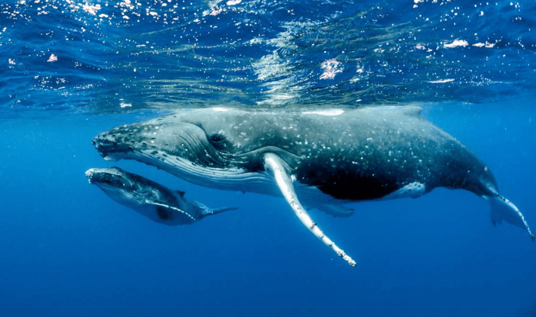 Samaná Whale-Watching Guide: What to Know in 2027 - Dominican Place Guide
