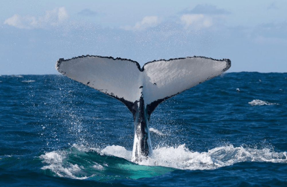 Where Are Humpback Whales Seen Most in Samaná Bay? - Dominican Place Guide