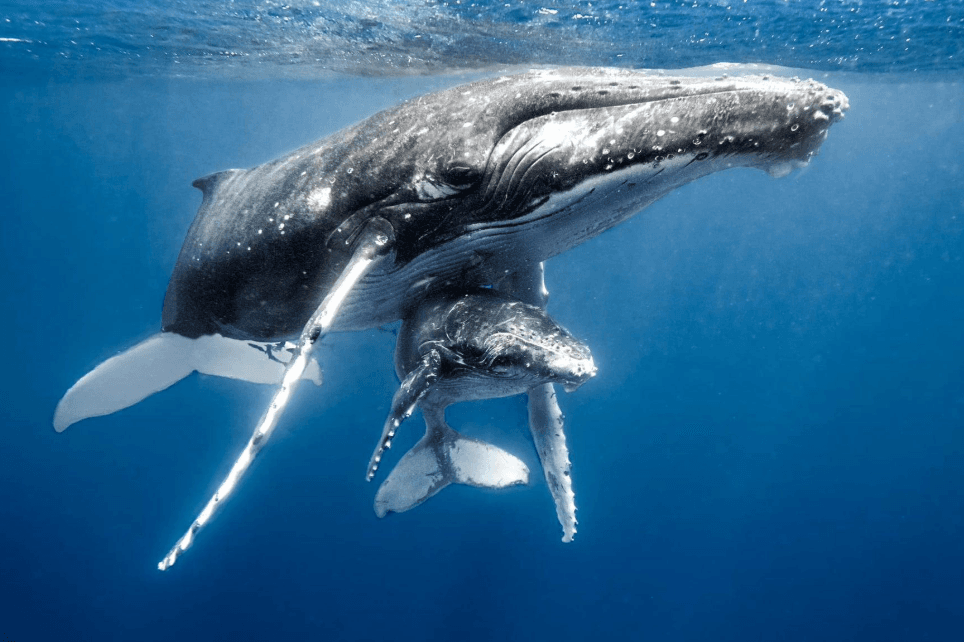Where Are Humpback Whales Found in Samaná Bay at Different Times of Day? - Dominican Place Guide