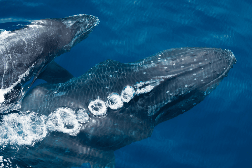 Early-Season Whale Watching in the Dominican Republic - Dominican Place Guide