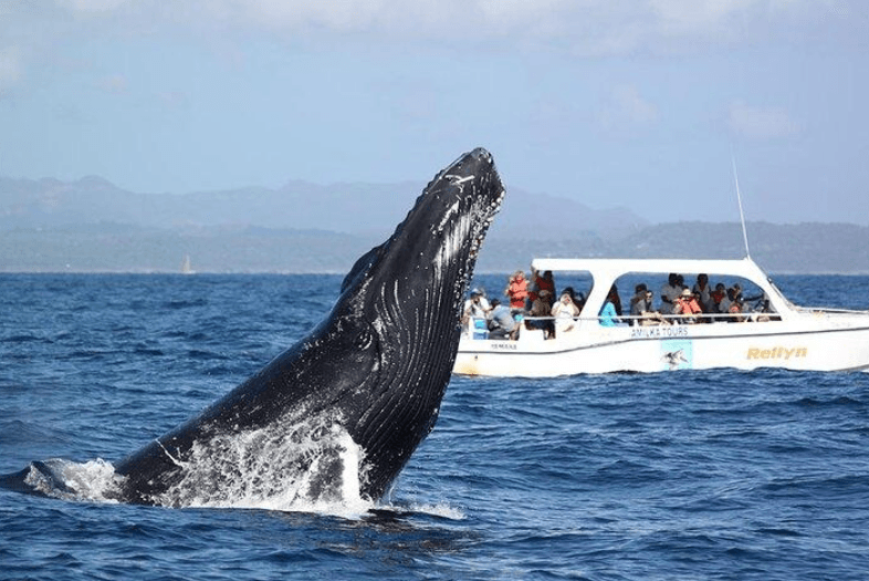How Long Do Humpback Whales Stay in Samaná Bay?