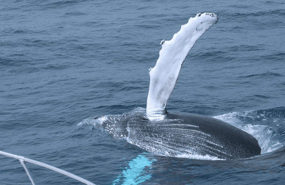 Humpback Whale Skin: How Whales Renew Their Skin - Dominican Place Guide