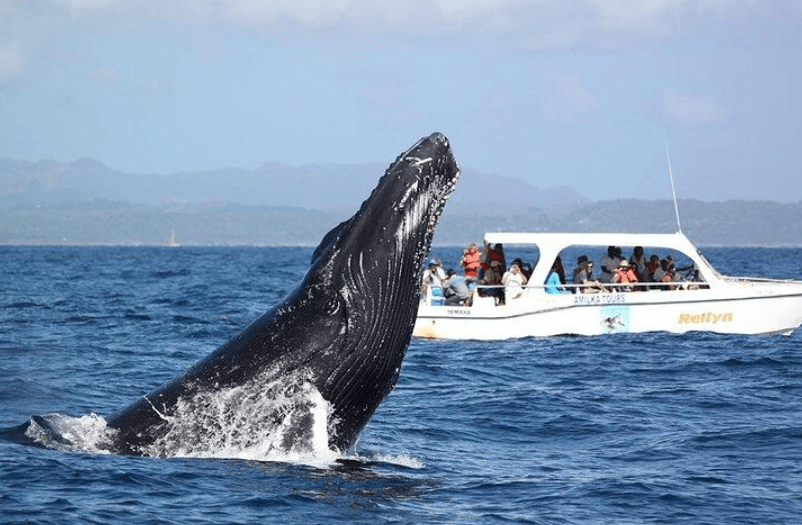 Responsible Whale Watching in Samaná Bay: Visitor Guide - Dominican Place Guide