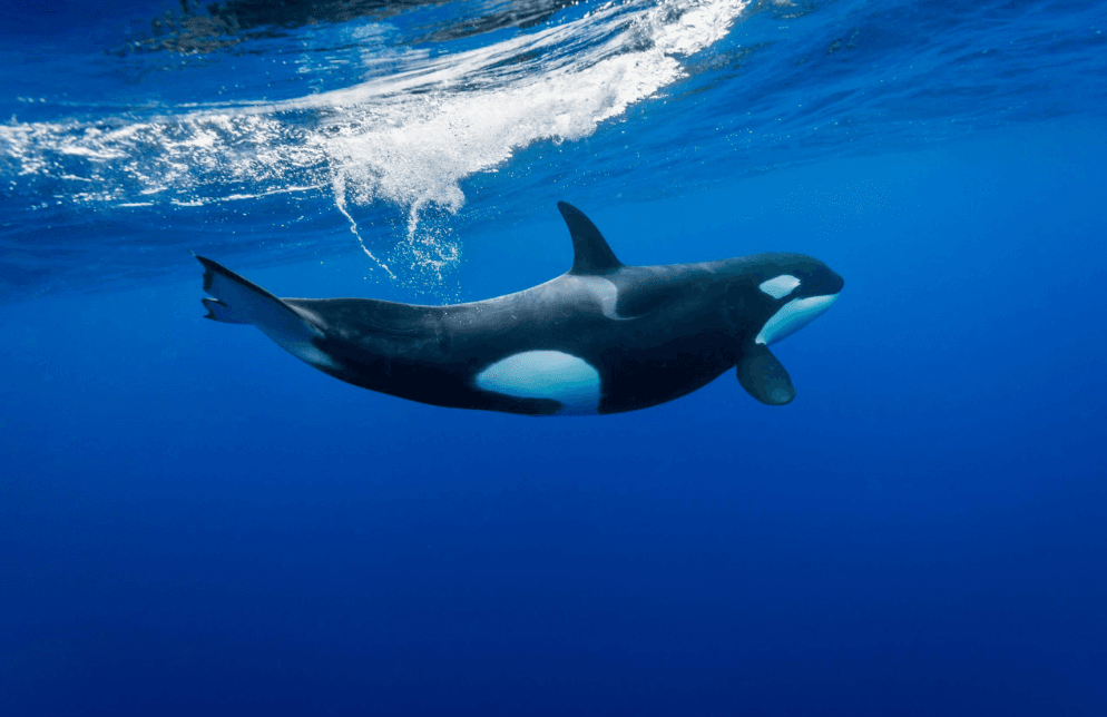 What Can You See on a Samaná Whale-Watching Tour in 2027? - Dominican Place Guide
