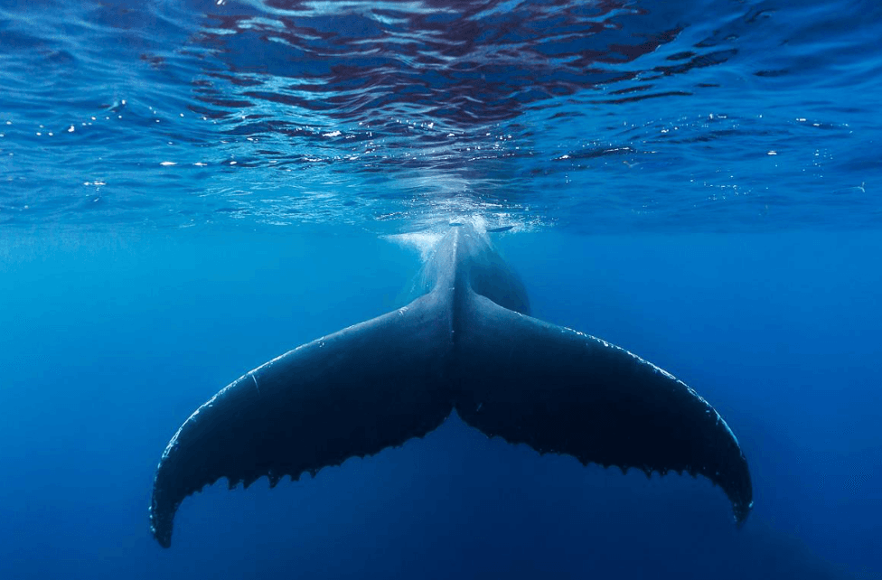 Where Do Samaná's Humpback Whales Travel From? - Dominican Place Guide