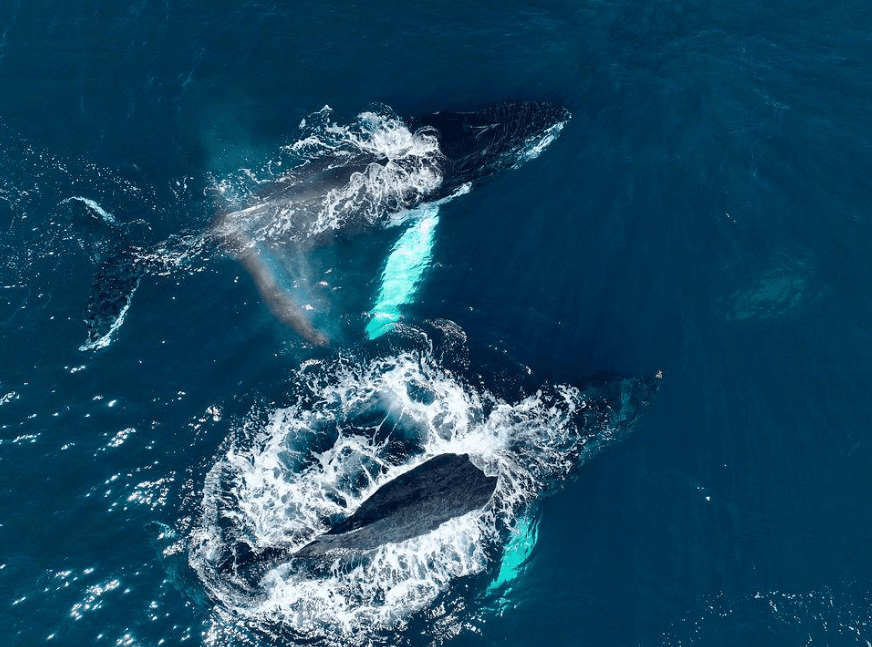 How to Photograph Humpback Whales in Samaná Responsibly - Dominican Place Guide