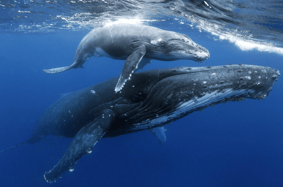 Come gli scienziati identificano il canto delle megattere sott'acqua - Dominican Place Guide