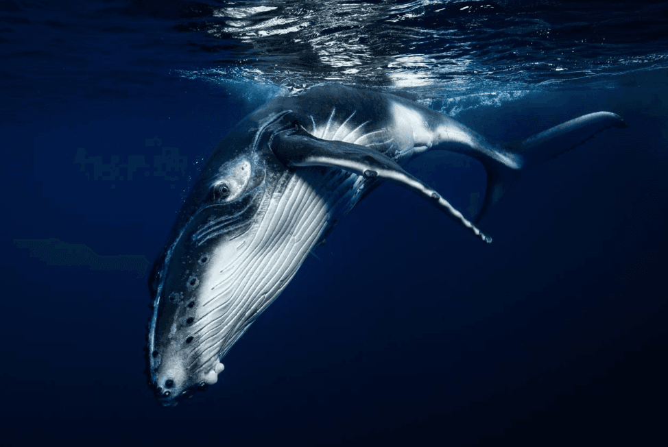 Why Humpback Whales Surface in Unexpected Places - Dominican Place Guide