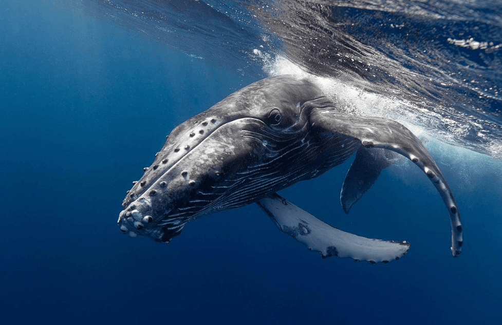 How Ocean Conditions Affect Whale Sightings in Samaná Bay - Dominican Place Guide