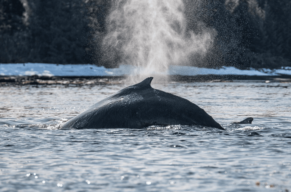 How Humpback Whales Use Different Parts of Samaná Bay - Dominican Place Guide