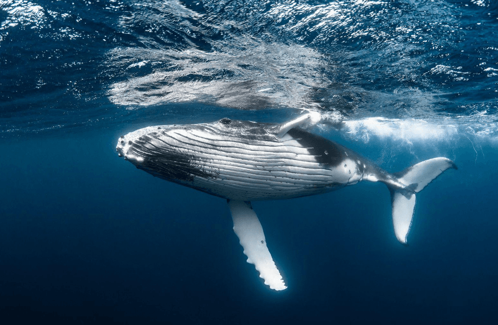 Do Humpback Whales Return to Samaná Bay Every Year? - Dominican Place Guide