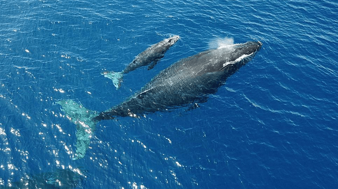 How Do Humpback Whales Communicate? Sounds and Signals - Dominican Place Guide
