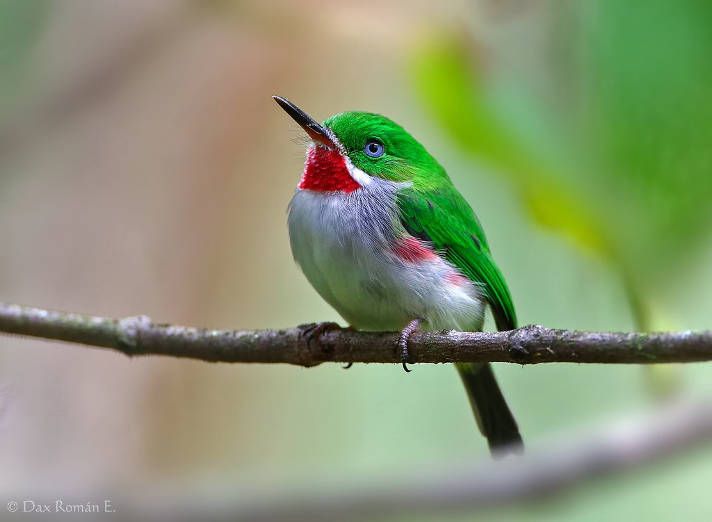 Haitises-birds4.jpg Haitises birds4