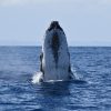 whale in sama